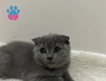 Ev Scottish Fold’undan 5 Yavrumuz Yuva Arıyor