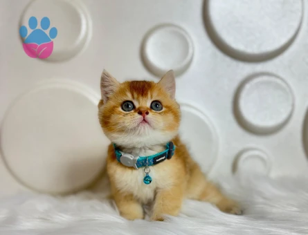 British Shorthair Golden NY11 Erkek Topaç Kafa