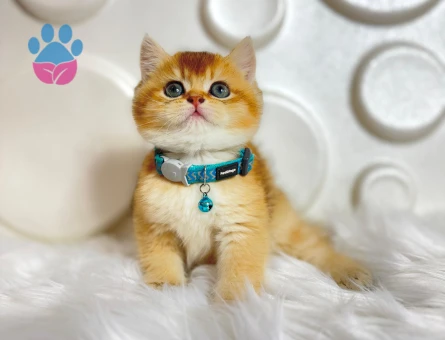 British Shorthair Golden NY11 Erkek Topaç Kafa