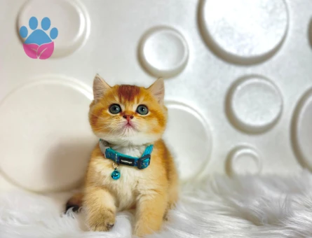 2 Aylık British Shorthair Golden NY11 Erkek
