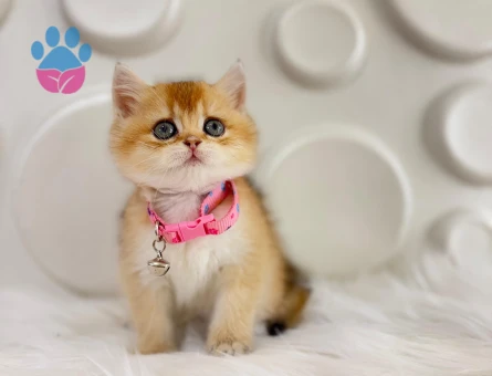 British Shorthair Golden Ny11 Dişi 2 Aylık