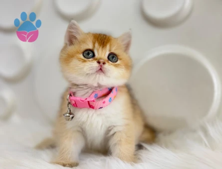 British Shorthair Golden Ny11 Dişi 2 Aylık