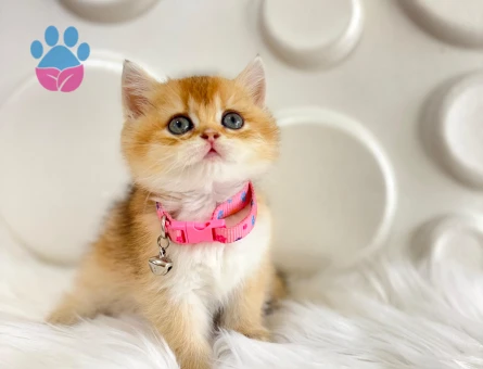 British Shorthair Golden Ny11 Dişi 2 Aylık