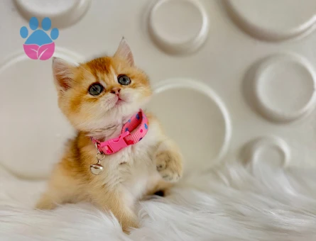 British Shorthair Dişi Golden Ny11