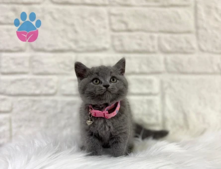 British Shorthair Gri 2 Aylık Ayıcık Surat Dişi