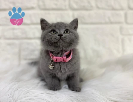 British Shorthair Gri 2 Aylık Ayıcık Surat Dişi