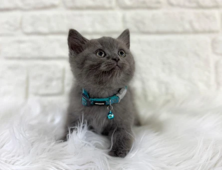 British Shorthair Gri 2 Aylık Erkek