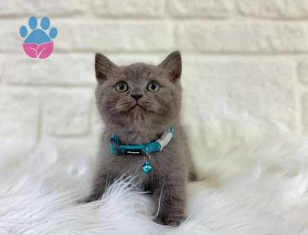British Shorthair Gri 2 Aylık Erkek
