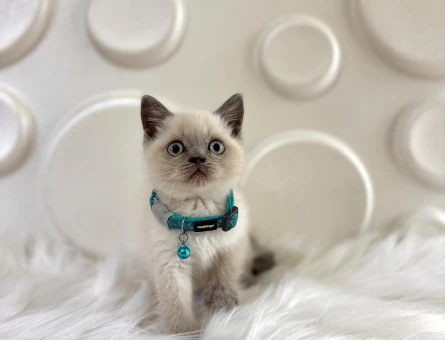 British Shorthair Bleupoint Erkek  2 Aylık