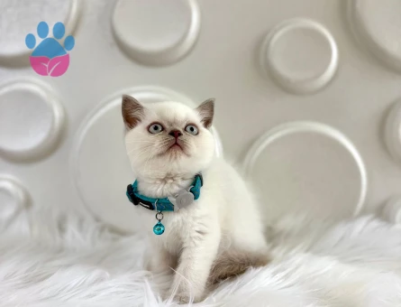 2 Aylık Bluepoint British Shorthair Erkek