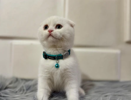 Scottish Fold Erkek Bembeyaz 2 Aylık