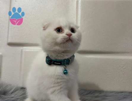 Scottish Fold Erkek Bembeyaz 2 Aylık