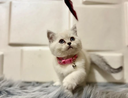 British Shorthair Dişi Bluepoint 2 Aylık