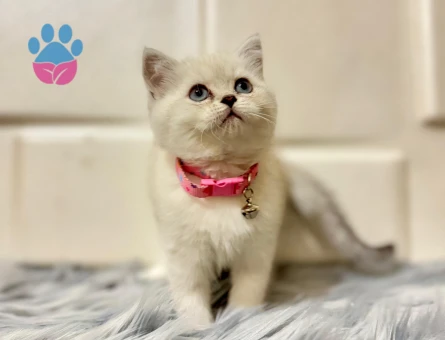 British Shorthair Dişi Bluepoint 2 Aylık