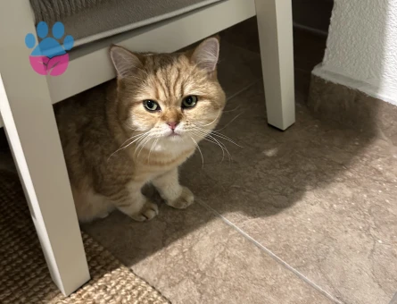 Pars için Güzel Bir Yuva