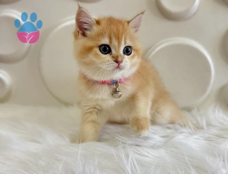 British Shorthair Golden Ny11 2 Aylık Dişi
