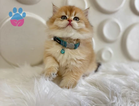 British Longhair Golden Ny12 Erkek