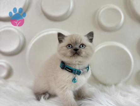 British Shorthair Bluepoint Erkek 2 Aylık