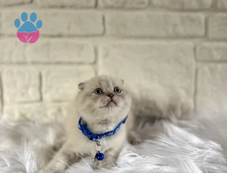 Scottish Fold Bluepoint Erkek 2 Aylık Yuva Arıyor
