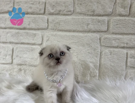 Scottish Fold Güzel Kızımız 2 Aylık