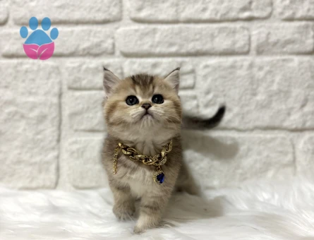 British Shorthair Golden Dişi Yavrumuz