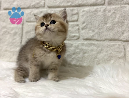 British Shorthair Golden Dişi Yavrumuz