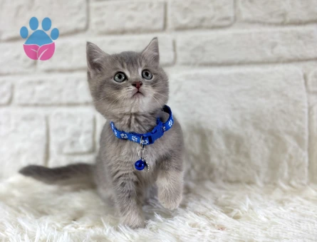 British Shorthair Tabby Erkek Uysal Yavrumuz