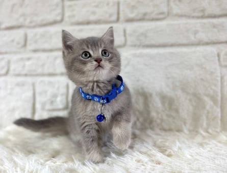 British Shorthair Tabby Erkek Uysal Yavrumuz