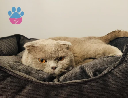 Leo’ya yeni yuva arıyoruz