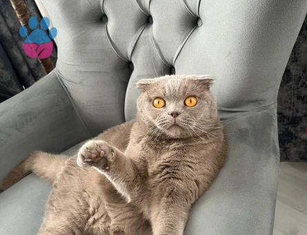 Leo’ya yeni yuva arıyoruz