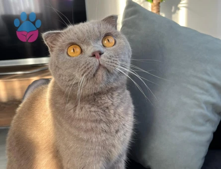 Leo’ya yeni yuva arıyoruz