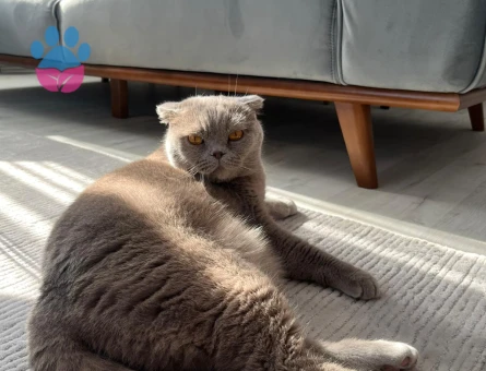 Leo’ya yeni yuva arıyoruz