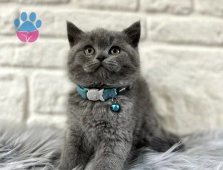 British Shorthair Gri Erkek 2 Aylık