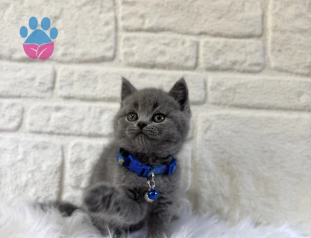 British Shorthair Duman Grisi Erkek Top Kafa