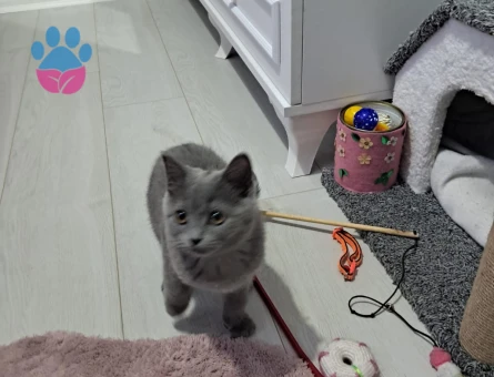British Shorthair 3 Aylık Yuva Arıyor