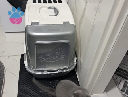 British Shorthair 3 Aylık Yuva Arıyor