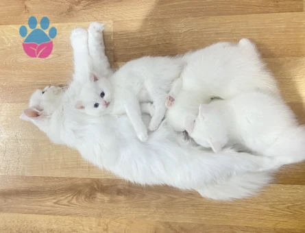 British Shorthair Yuva Arıyor