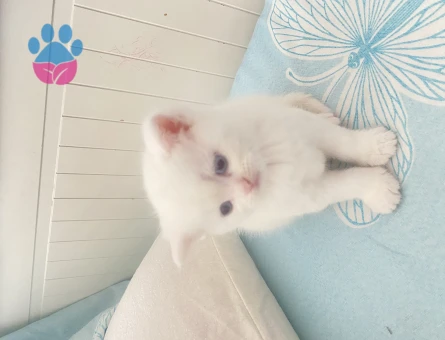 British Shorthair Yuva Arıyor