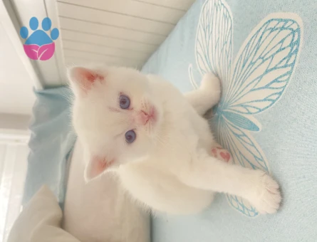 British Shorthair Yuva Arıyor