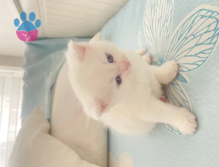 British Shorthair Yuva Arıyor