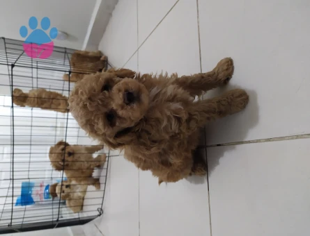 Orjinal Poodle Yavrularım