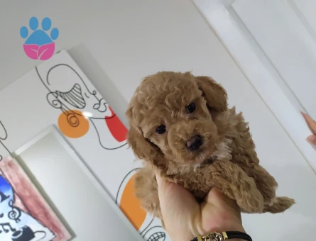 Orjinal Poodle Yavrularım