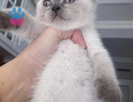 British Shorthair 2 Aylık Dişi Yavrular