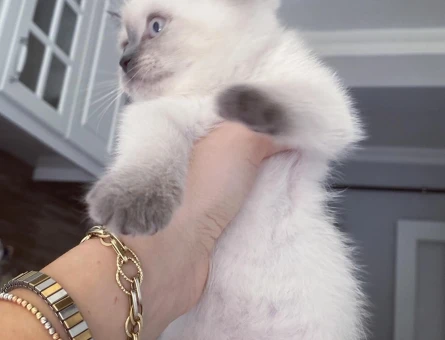 British Shorthair 2 Aylık Dişi Yavrular