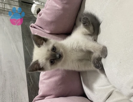 British Shorthair 2 Aylık Dişi Yavrular