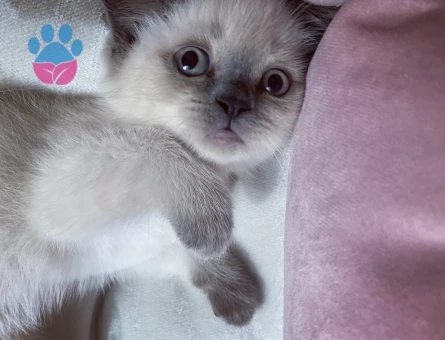 British Shorthair 2 Aylık Dişi Yavrular