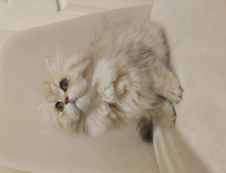 Britishh Golden Longhair 2 Aylık