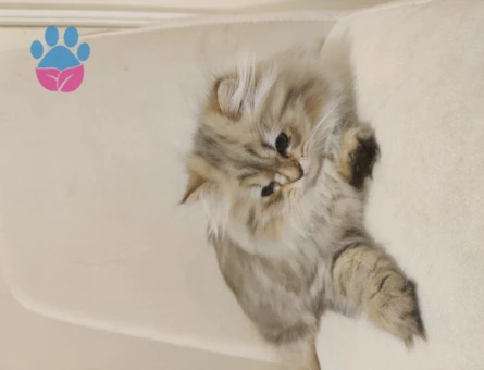 Britishh Golden Longhair 2 Aylık