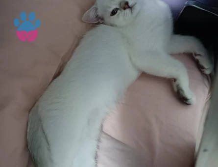 British shorthair erkek yavrumuza sıcak yuva arıyoruz