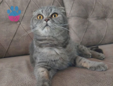 Alex'e acil yuva arıyorum